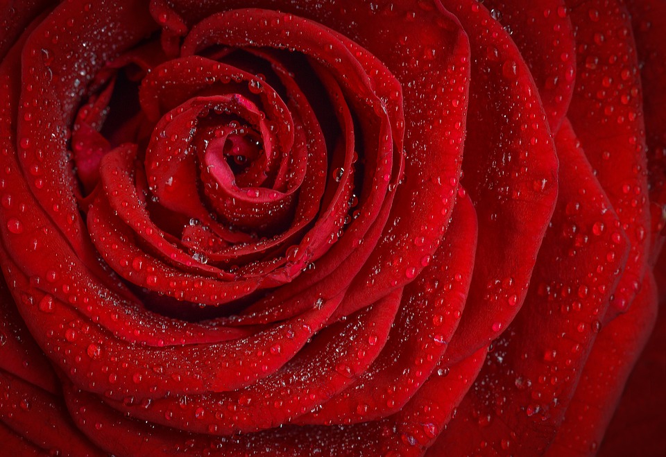 Red Rose from Pixabay