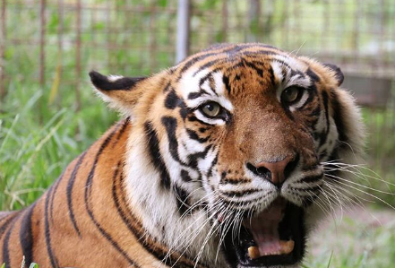 ‘Tiger King’: Carole Baskin Has Some Choice Words For Docuseries, Plus A Petition To Save Joe