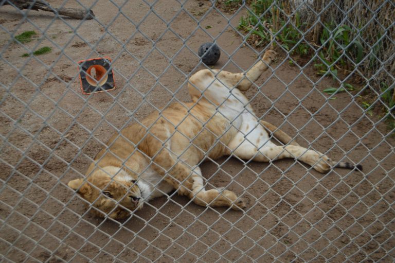 Exclusive: Netflix’s Joe Exotic Documentary ‘Tiger King,’ What Does the Park Look Like Now?