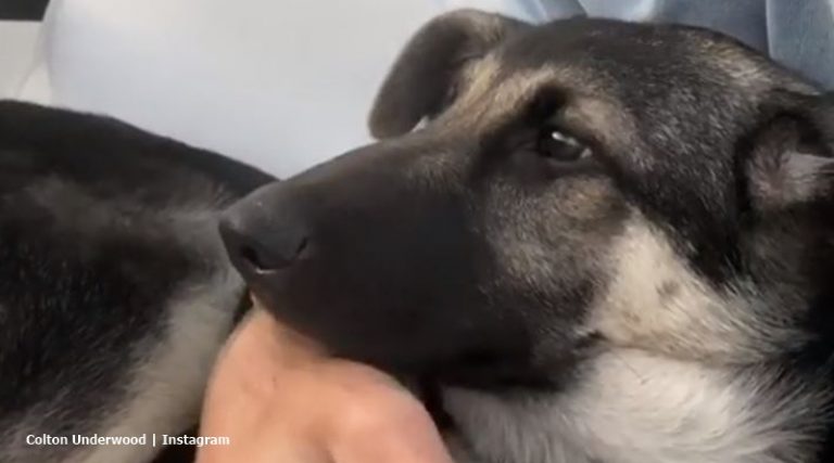 ‘Bachelor’: Colton Underwood Adopts Foster Dog, Zooka