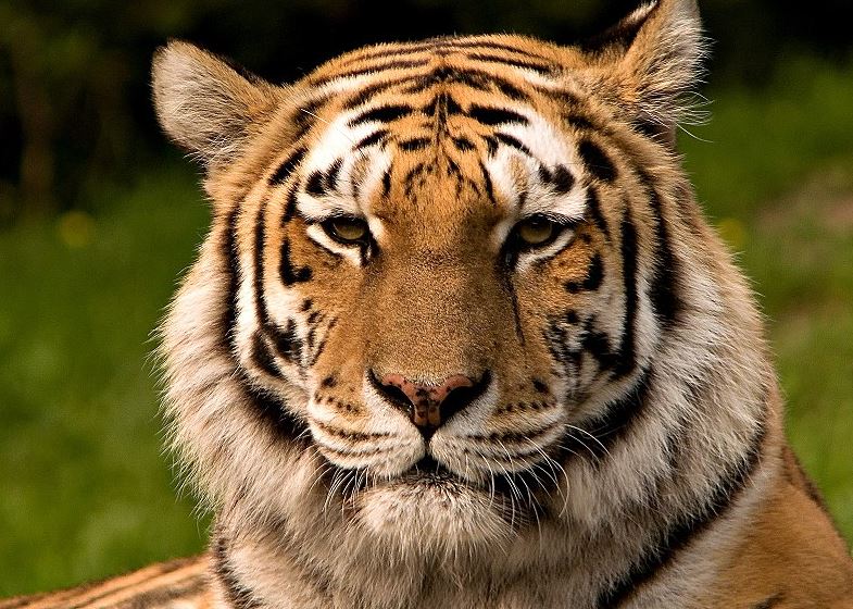 Tiger from Wikimedia Commons