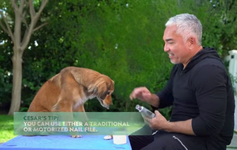 Cesar Millan Exclusive: How To Handle Your Doggie’s Nails Properly, Plus Nat Geo WILD News