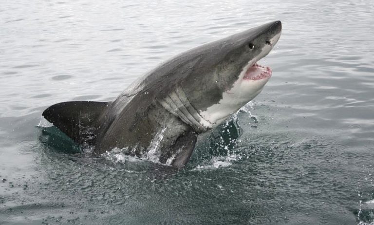 ‘Shark Week’ 2020 Preview: Lots To Learn Still About ‘Gifted’ Sharks