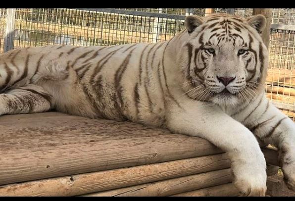 Tiger King white tiger