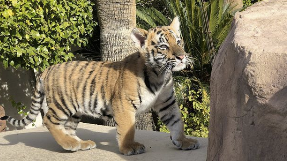‘Tiger King’ Announcement: What’s New With the Zoo?