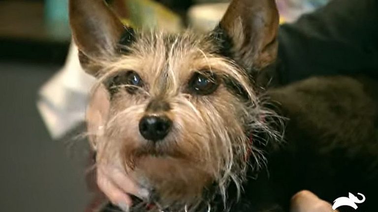 ‘Dr. Jeff: Rocky Mountain Vet’ Exclusive: Poor Ozzy The Senior Terrier Relinquished At Age 18