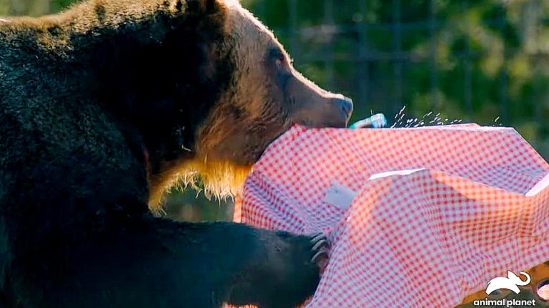 Animal Planet ‘Beast-Kept Secrets’ Exclusive: Tim And Allen Fail Bear-Proof Camping Test