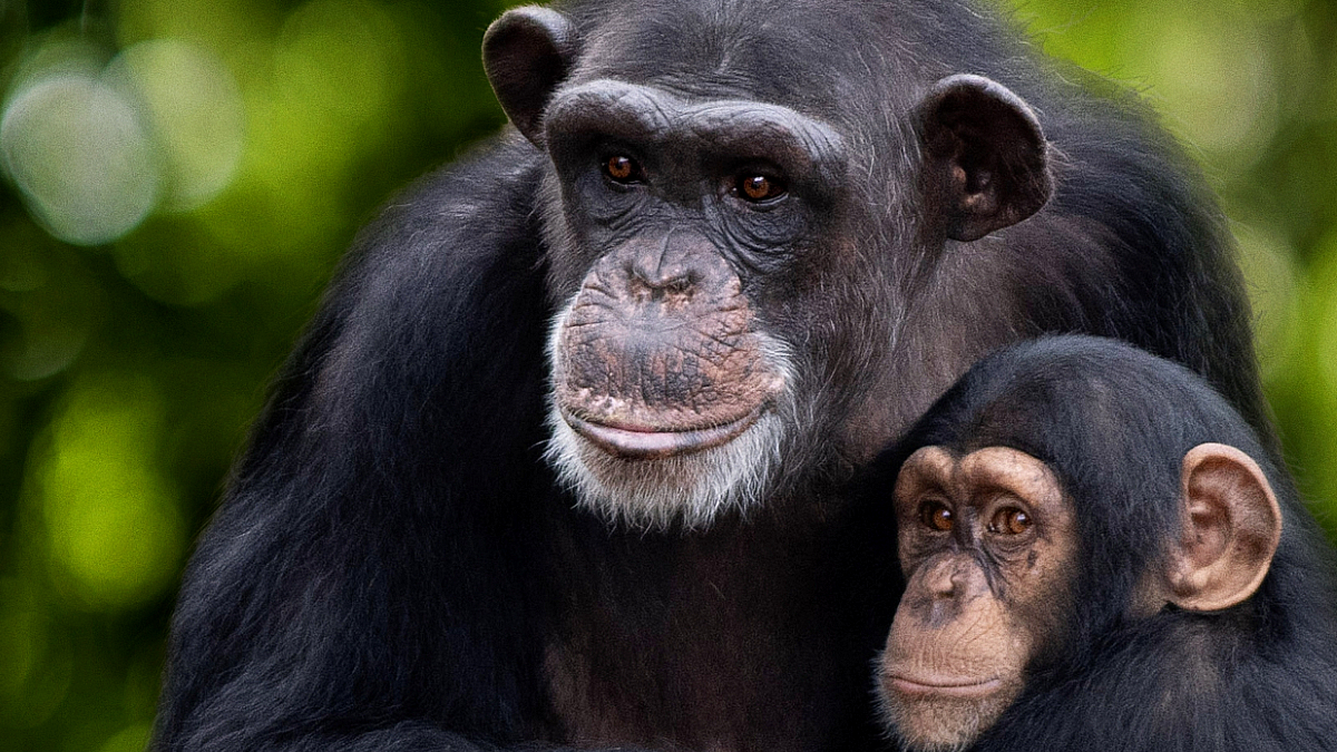 Disney+ 'Meet The Chimps' Review: Jane Lynch's Spirited Narration