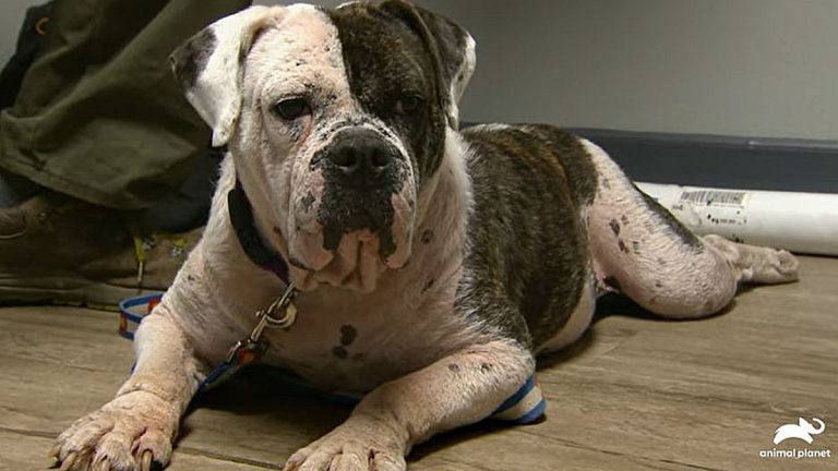 ‘Dr. Jeff: Rocky Mountain Vet’ Exclusive: Mill Pup Pepper Needs A Doctor To Fix Her Hips