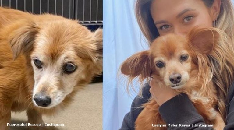 Will ‘BiP’ Stars Dean Unglert & Caelynn Adopt Another Rescue Dog?