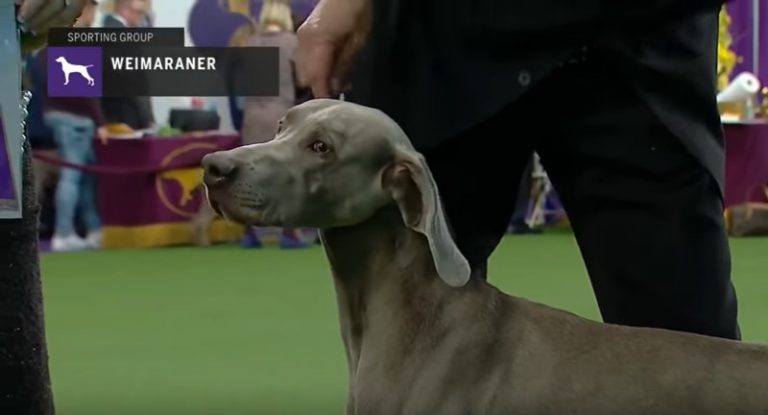 Weimaraner at dog show YouTube