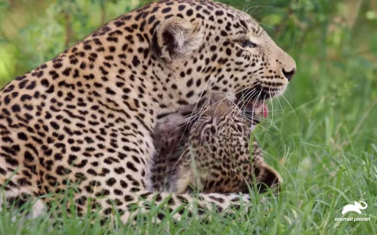 ‘Big Cat Tales’ Exclusive: Rare Baby Leopard Play Caught On Camera