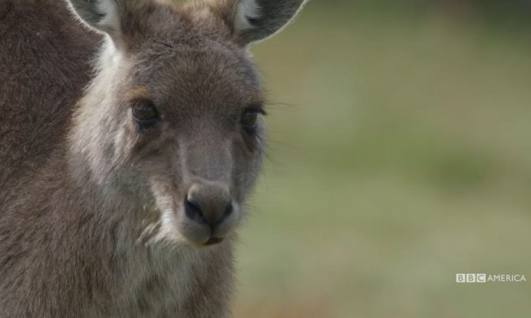 BBC America’s ‘A Wild Year On Earth’ Kangaroo Breeding Palooza Preview