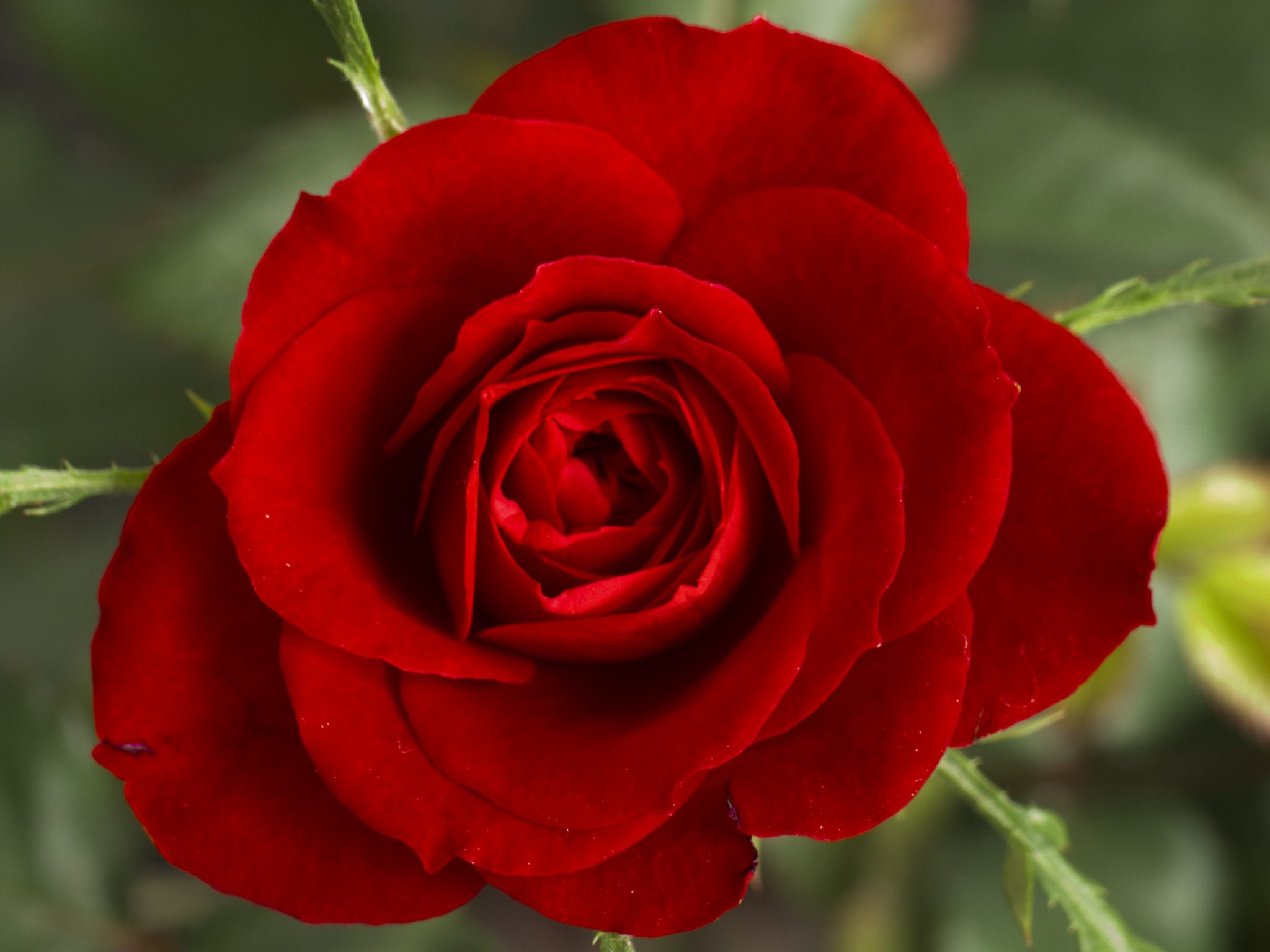 Red Rose Wikimedia Commons The Bachelorette