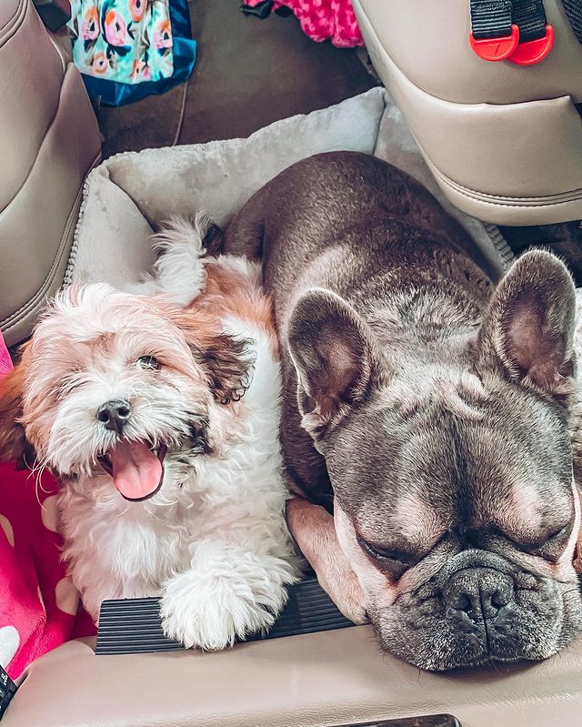 TLC star Busby's dogs via Instagram