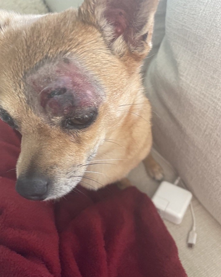 Brandi Glanville's Dog Buddy Attacked [Credit: Brandi Glanville/Instagram]