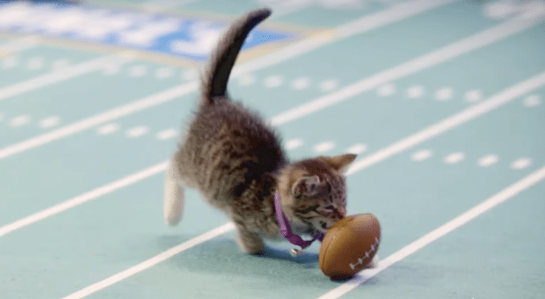 Will Hallmark’s Kitten Bowl Be Back For Super Bowl Weekend?