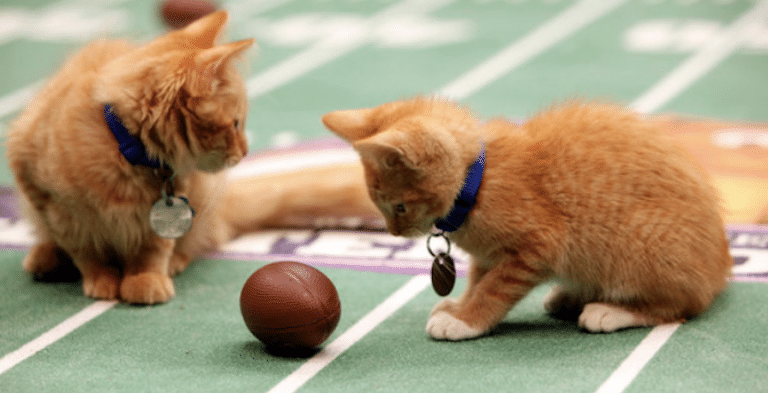 Could GAC Take Over ‘Kitten Bowl’ Now That Hallmark Axed It?