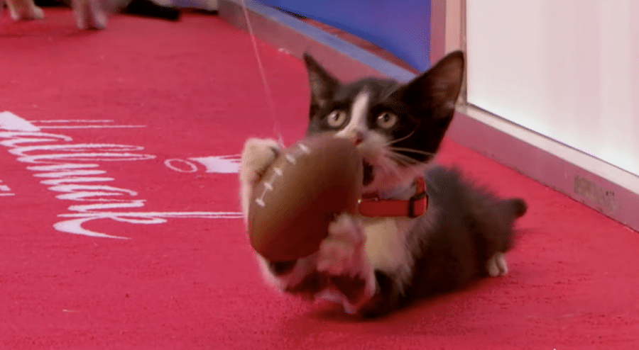Hallmark Kitten Bowl-https://www.youtube.com/watch?v=9dEkCZLqP2k