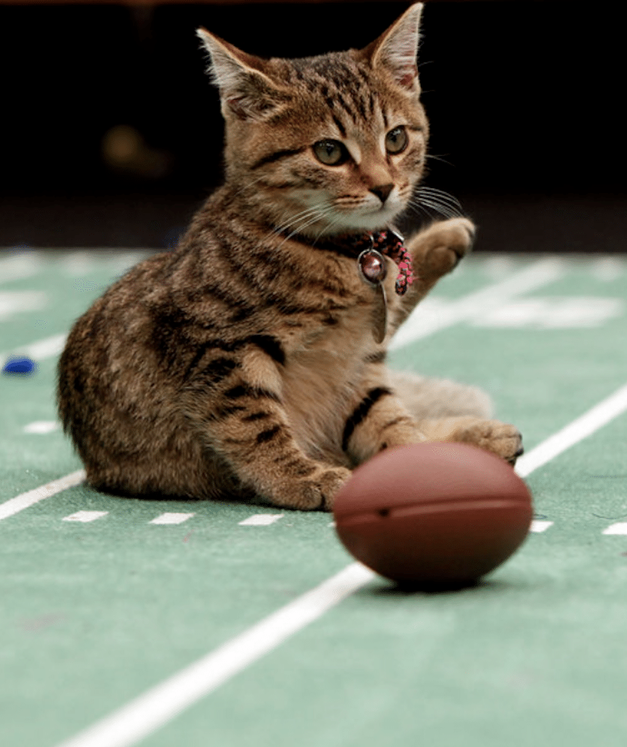 Kitten Bowl Hallmark-Credit: Copyright 2013 Crown Media, Inc./Photographer: Marc Lemoine