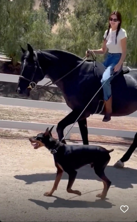 Kendall Jenner's Risky Horseback Ride [Credit: Kendall Jenner/Instagram Stories]