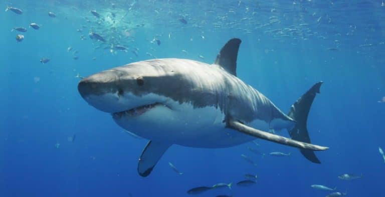 Discovery Channel Kicks Off Shark Week: How To Watch