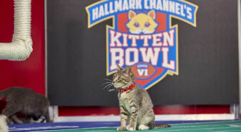 Hallmark Canceled ‘Kitten Bowl’ Last Year, But Stars Now Stepped Up