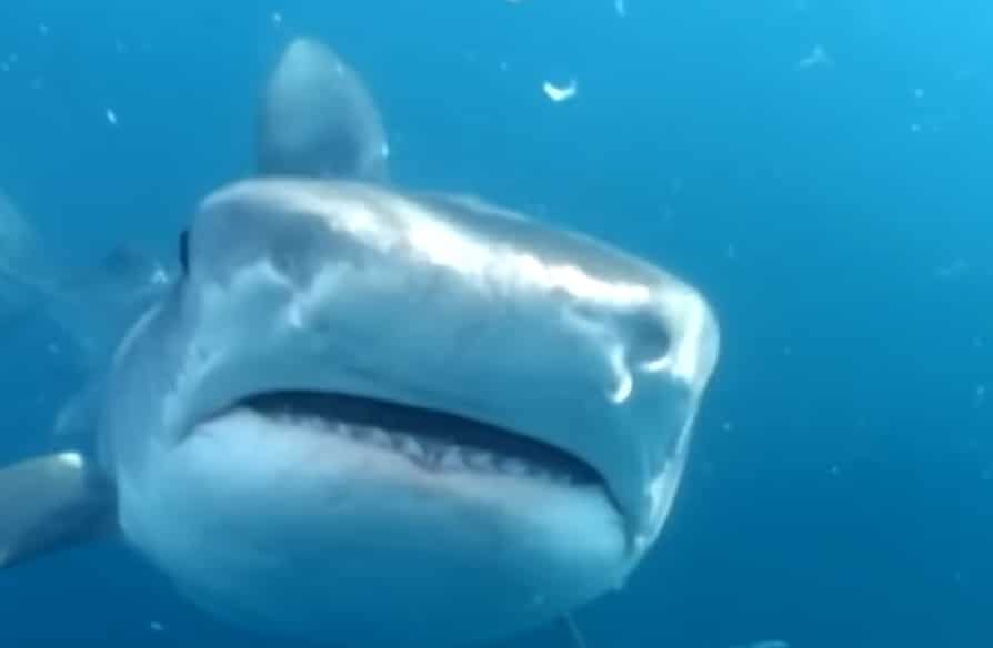 Netflix Crew ATTACKED By Sharks While Filming Docuseries