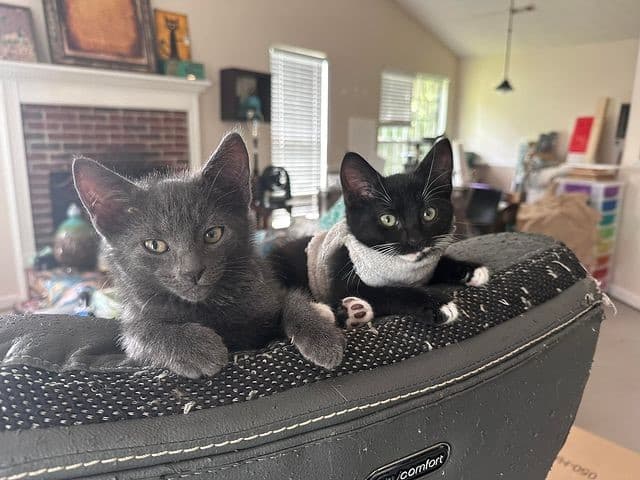 Two of Meghan Crumpler's cats from Instagram