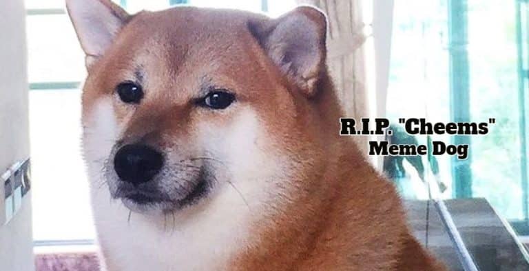 Viral Meme Dog ‘Cheems’ Dead At Age 12