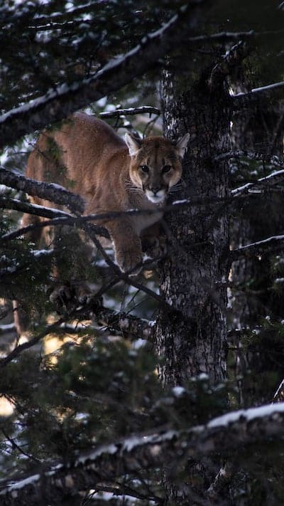 Mountain lion from The HISTORY Channel series Mountain Men.Copyright: The HISTORY Channel