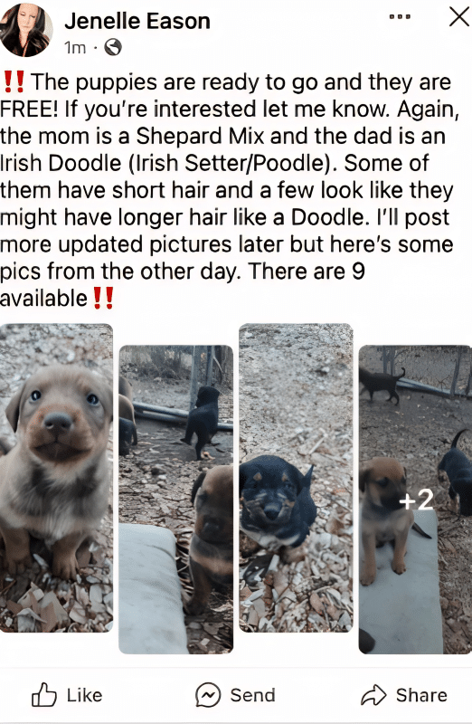 Puppies Advertised by Teen Mom Alum Jenelle Evans - Via Reddit