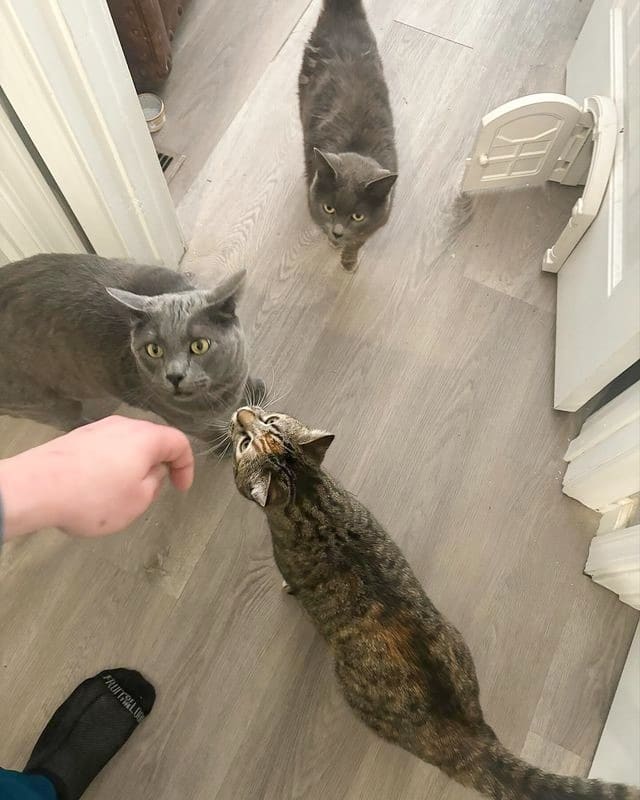 Garrison Brown's cats from Janelle's Instagram page