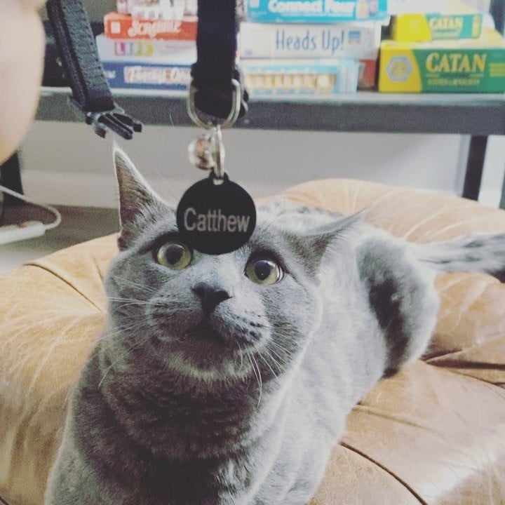 Garrison Brown's cat, Catthew, from Instagram