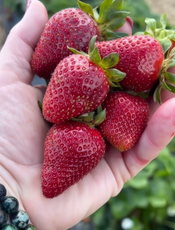 Sister Wives Star Janelle Brown Went Strawberry Picking - Instagram