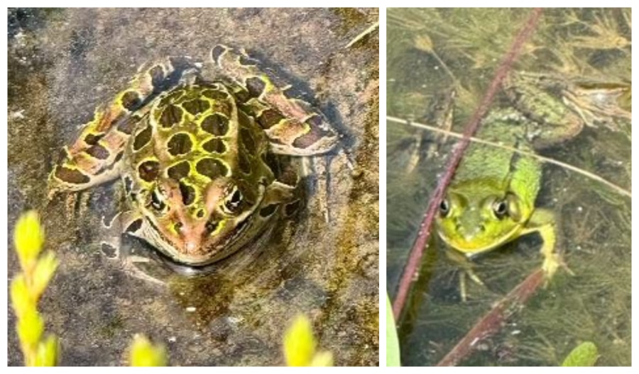 Frogs on Oak Island - Instagram