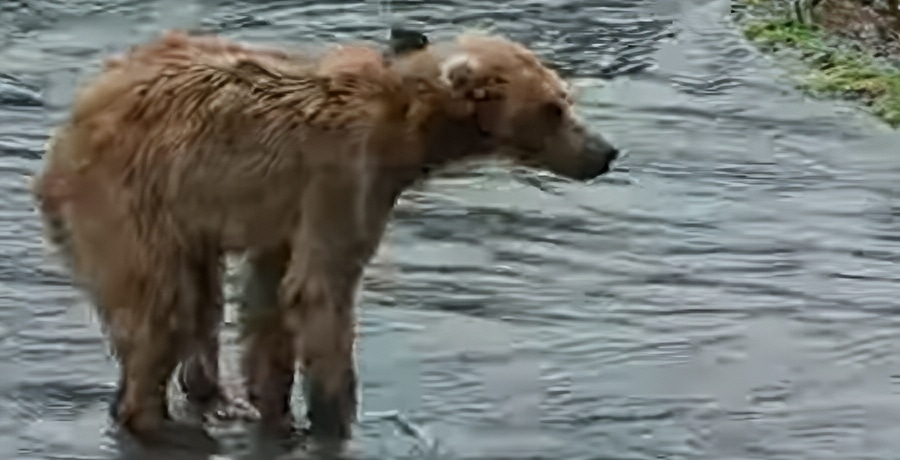 Skinny Bears On The Hungry Games Alaska's Big Bear Challenge - YouTube