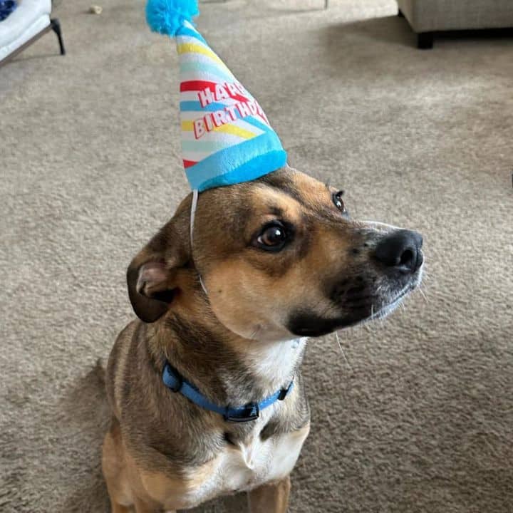 Young & Restless Mark Grossman's dog Oakley wearing a birthday hat