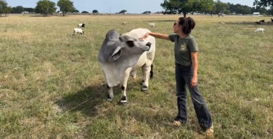 Joanna Gaines petting a Brahman cow in a field