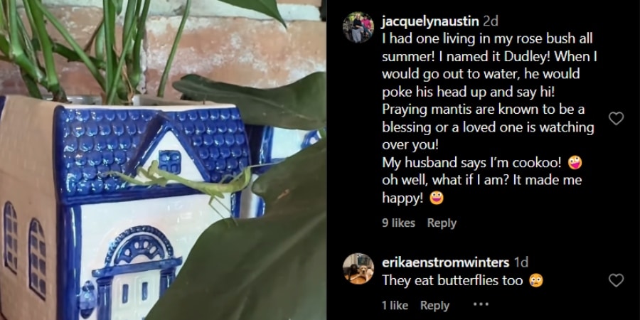 She takes fans on a walkabout with her praying mantis. Instagram