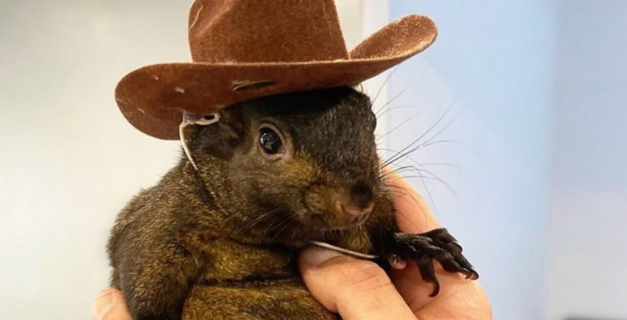 Peanut the Squirrel - Instagram