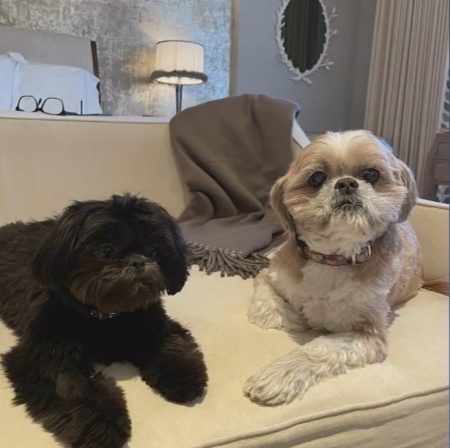 Kelly Ripa and Mark Consuelos' dogs, Lena and Chewie. - Live With Kelly And Mark