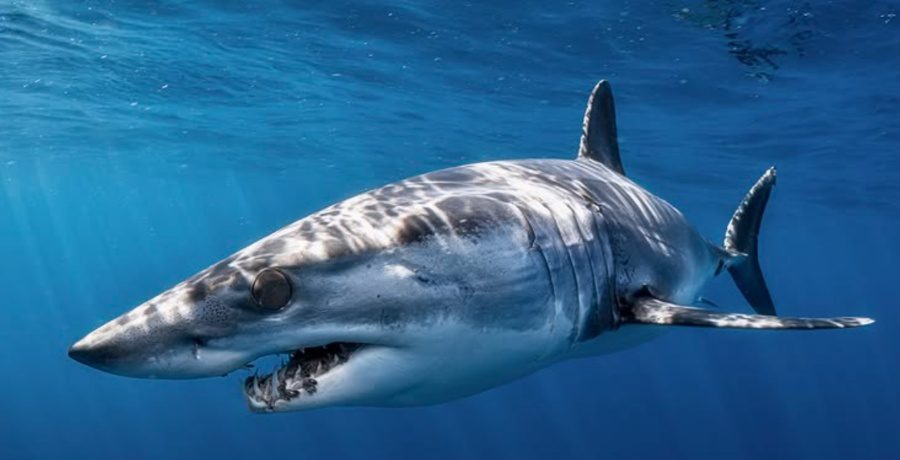 Shark Week Instagram