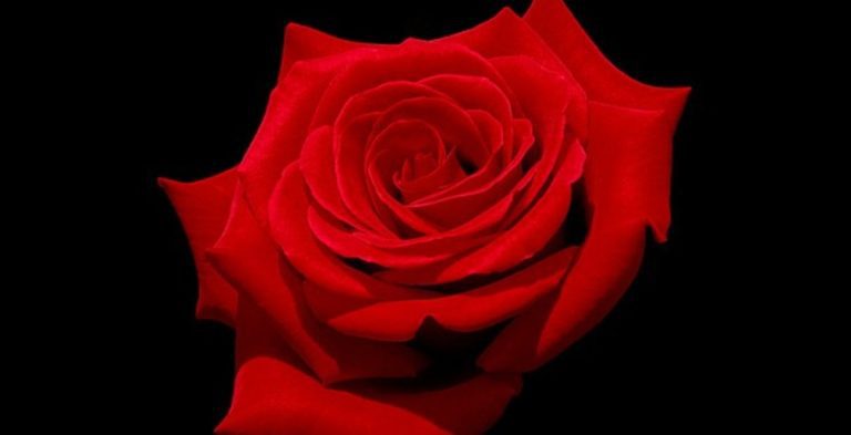 Red Rose Wikimedia Commons Bachelor