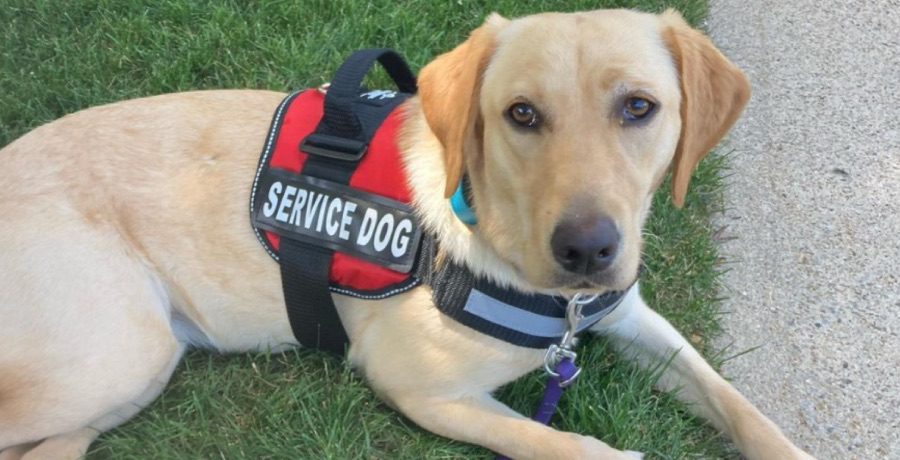 Service Dog