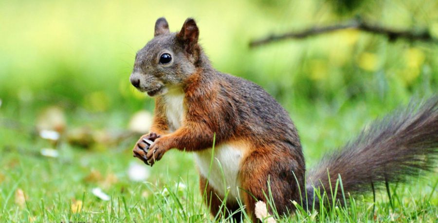 Squirrel - Pexels