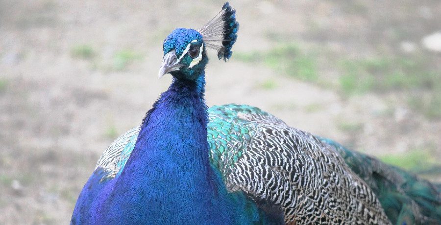 Photo of a peacock/Credit: Unsplash