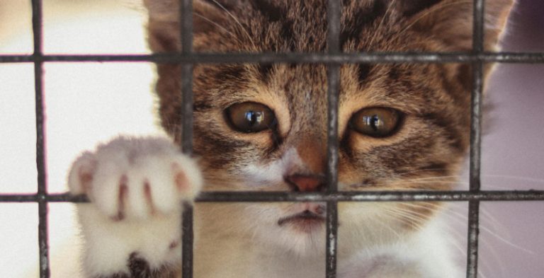 Caged cat - Pexels