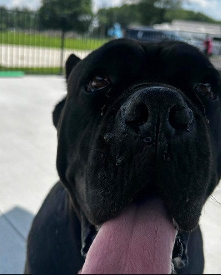 Kailyn Lowry's dog Buddha/Credit: Instagram